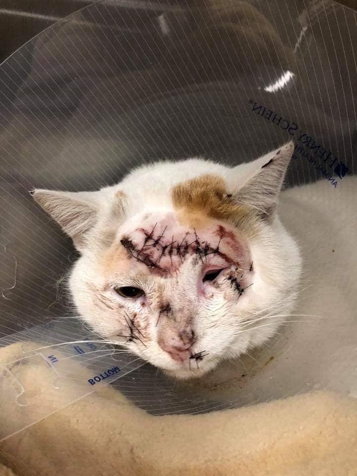 【寒冷天气】流浪猫狗藏车底或引擎取暖易受伤 网民提醒司机先检查再